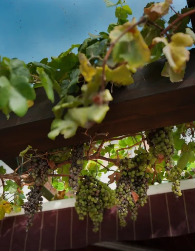 Racimos de uvas, enredaderas en Hostería de Boo en Cantabria